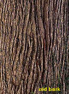 a picture of the bark of a bur oak tree