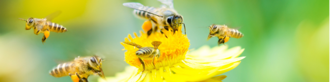 Bees flying around a flower