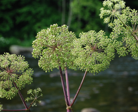 Purple Stem Angelica