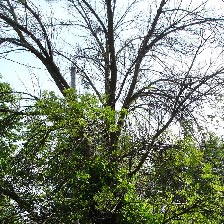 Image of Dying Ash Tree - Sparse Leaves or Dying Branches