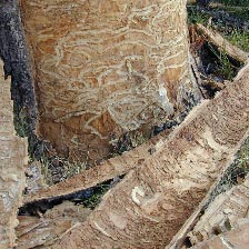 Dying Ash Tree - S shaped notched on tree bark