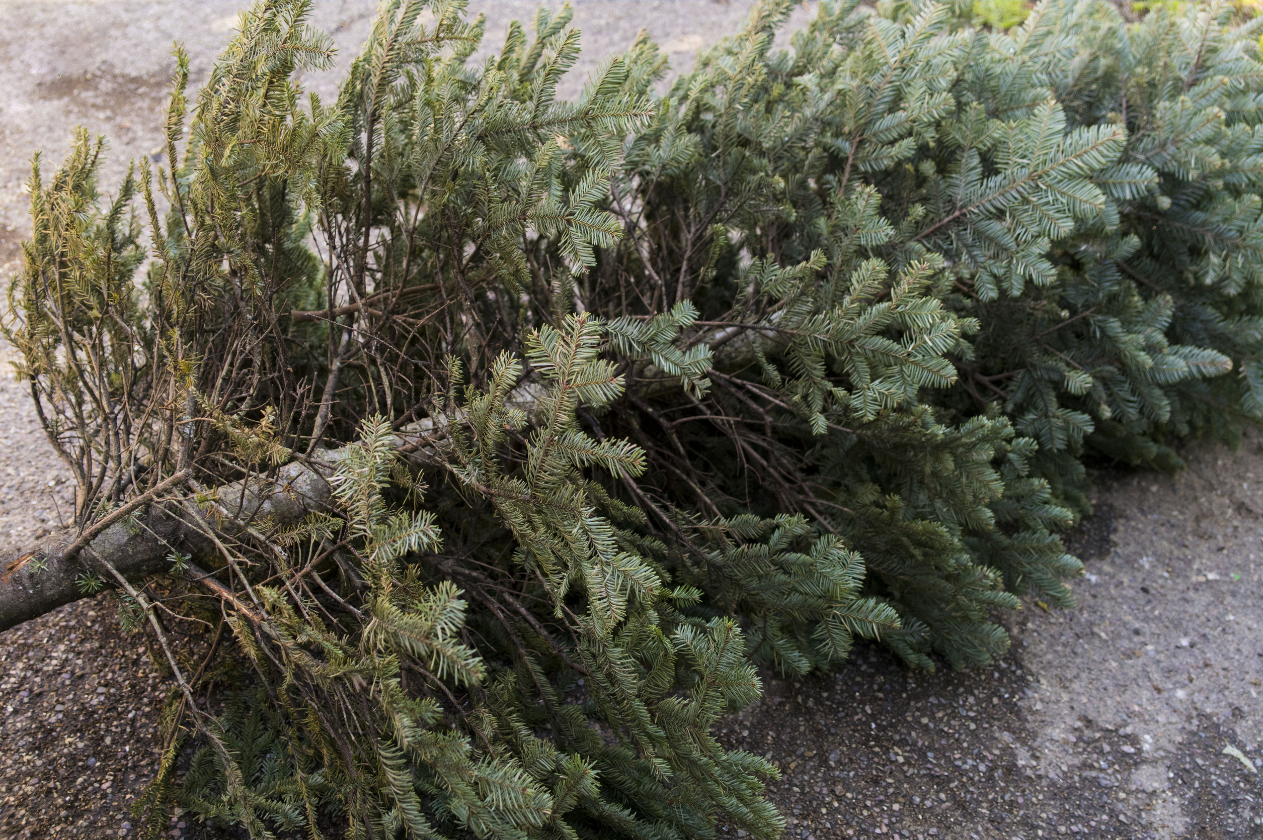 image of a christmas tree with no decorations on its side